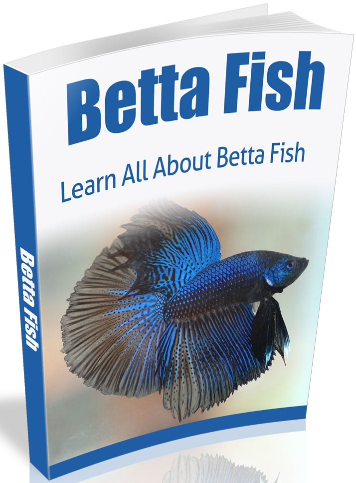 Learn All About Betta Fish